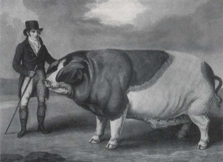 Yorkshire-Schwein von 1809